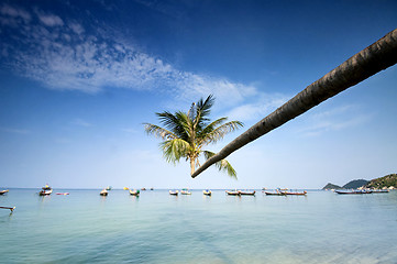 Image showing palm and boats on tropical beach