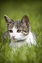 Image showing Cute cat in the grass