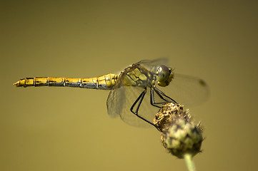 Image showing Dragonfly on flower.