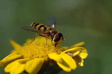 Image showing Flower fly