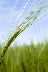 Image showing Wheat field on spring