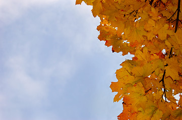 Image showing Leaves and blue sky