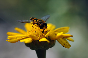 Image showing Flower fly