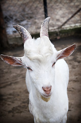 Image showing Funny goat