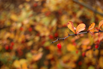 Image showing Autumn leaves