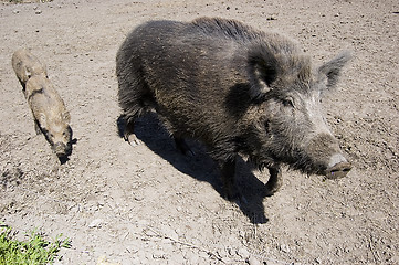 Image showing wild boars family