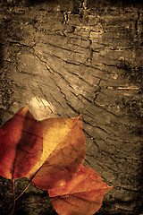 Image showing autumn background