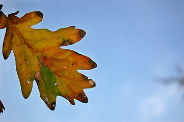 Image showing Leaves and blue sky