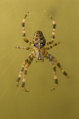 Image showing Spider on web