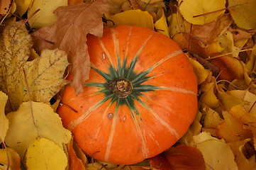 Image showing Autumn pumpkin