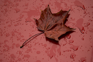 Image showing autumn leaf over red metalic surface