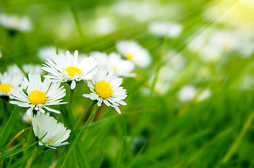 Image showing Field of daises