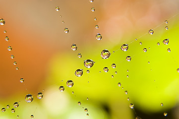 Image showing Water drops on spider web