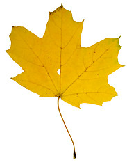 Image showing Autumn leaves