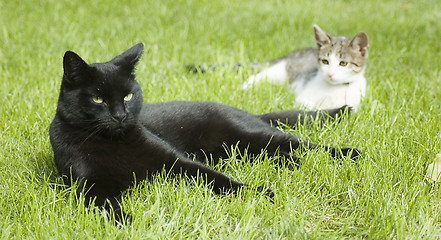 Image showing Black and white - two cats