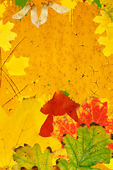 Image showing autumn background