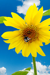 Image showing Bumblebee on a sunflower