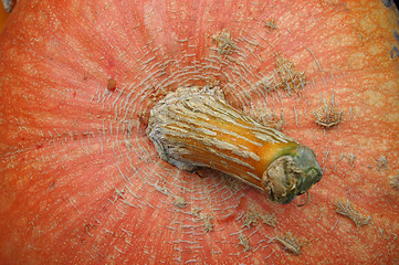 Image showing Pumpkin