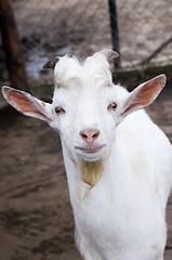 Image showing Funny goat