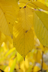 Image showing Autumn leaves