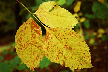 Image showing Autumn leaves