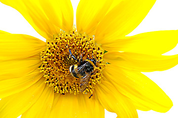 Image showing Bumblebee on a sunflower 