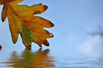 Image showing Leaves and blue sky