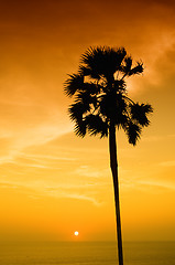 Image showing Sunset with palm