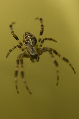 Image showing Spider on web