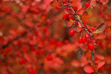 Image showing Autumn leaves