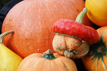 Image showing Autumn pumpkin composition