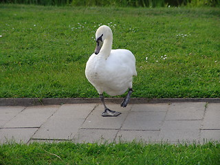 Image showing Swan