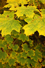 Image showing Autumn leaves