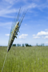 Image showing Wheat field on spring