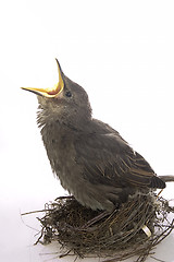 Image showing Feeding little hungry bird