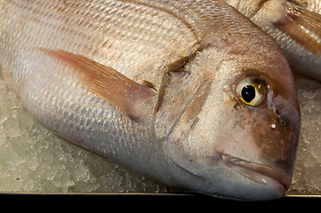 Image showing Fresh fish