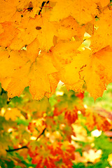 Image showing Autumn leaves