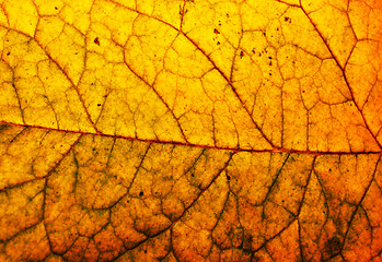 Image showing Autumn leaves