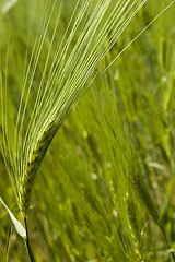 Image showing Wheat field on spring