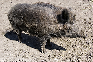 Image showing wild boar