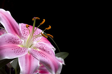 Image showing Pink lilly