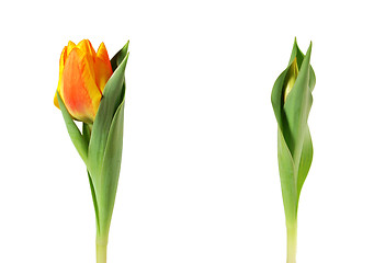 Image showing Spring tulips isolated on white