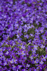 Image showing Many violet flowers