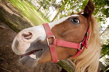 Image showing Horse close up