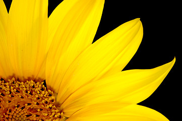 Image showing sunflower