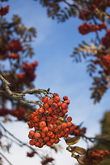 Image showing rowan berry