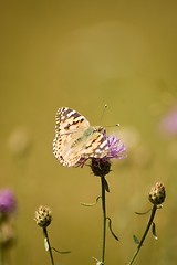 Image showing butterfly on a flower.