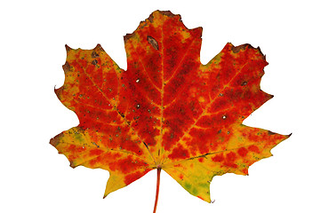 Image showing Autumn leaves