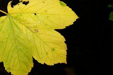 Image showing Autumn leaves