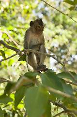 Image showing macaque monkey in Cambodia